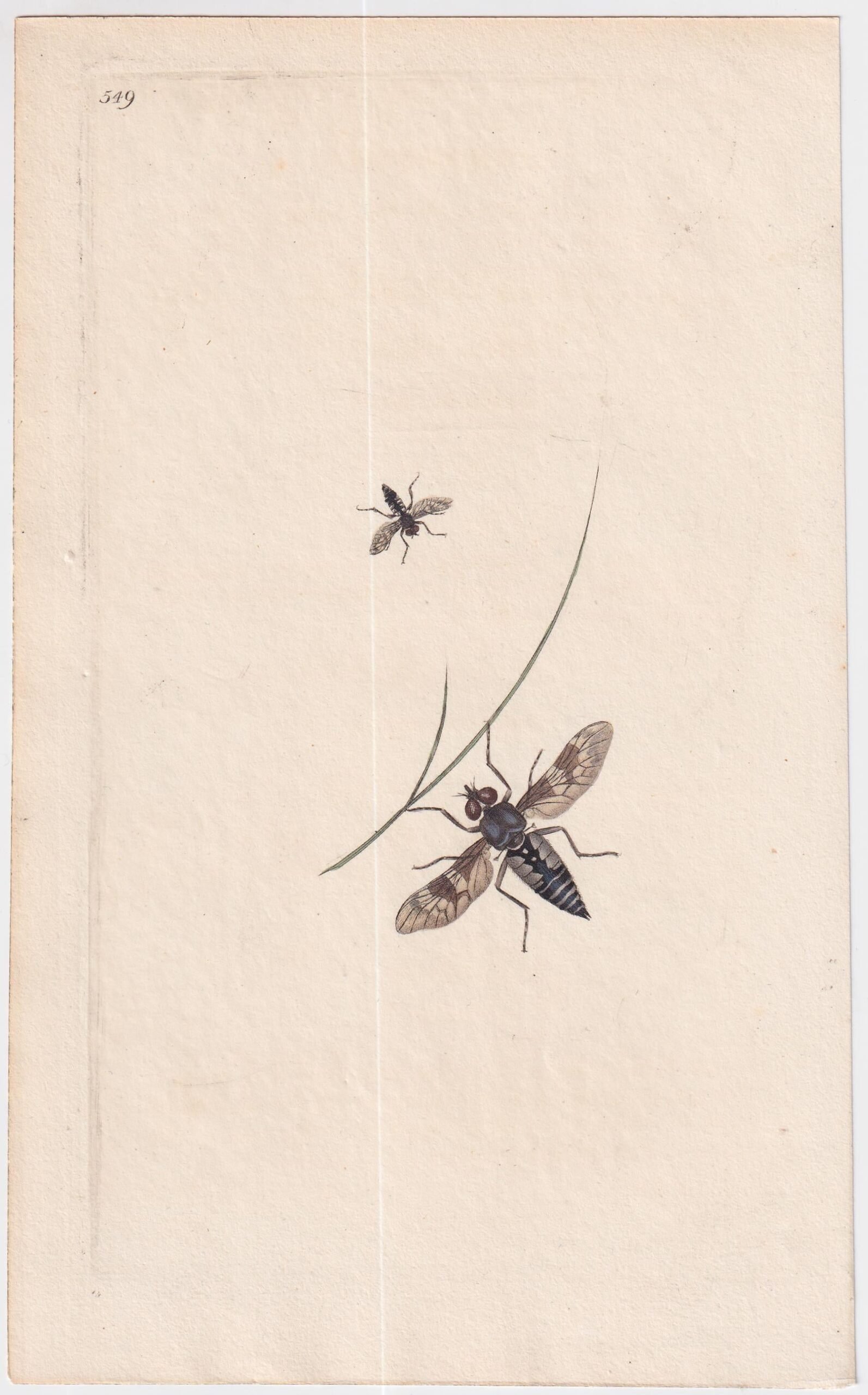 gb_1700s_large_engravings_bees_6_03255