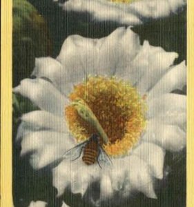 US 1949 Bee Colorful PPC from Beeville, TX