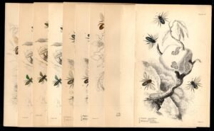 Great Britain c1850s  Engravings for The Naturalist's Library, Bees, Insects