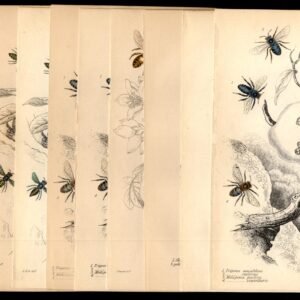 Great Britain c1850s  Engravings for The Naturalist's Library, Bees, Insects