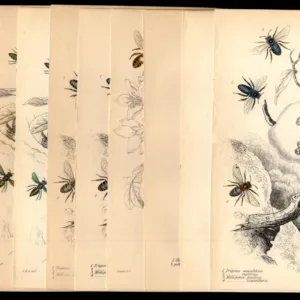 Great Britain c1850s  Engravings for The Naturalist's Library, Bees, Insects
